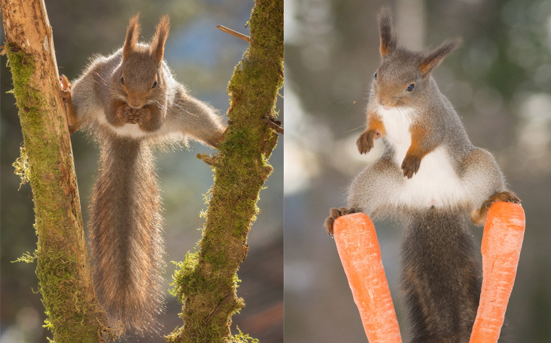 Những con sóc trông như diễn viên xiếc. (Nguồn: Caters News Agency)