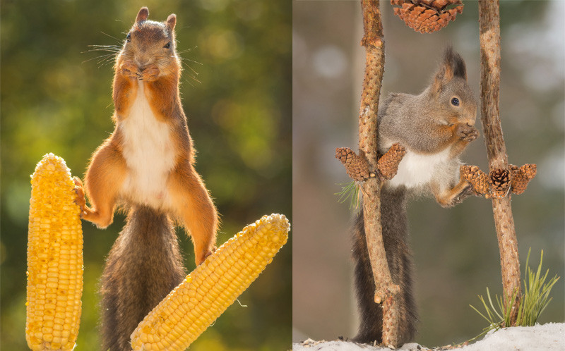 Weggen cho biết, ông đã mất khoảng một năm để chụp các bức ảnh trên. (Nguồn: Caters News Agency)