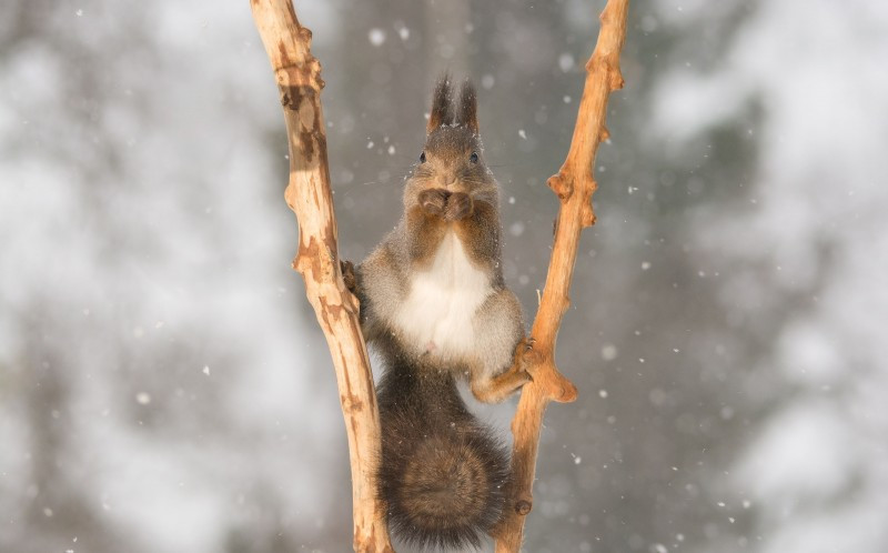 Weggen đã đặt thức ăn vào những nhánh cây để dụ các con sóc. (Nguồn: Caters News Agency)