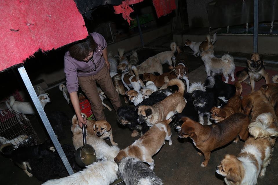 'Tôi không quan tâm tới việc chi ra bao nhiều tiền để nuôi các chú chó. Việc bỏ rơi các chú chó thực sự là vấn đề nghiêm trọng trong xã hội' - Wen chia sẻ. (Nguồn: CCTV)