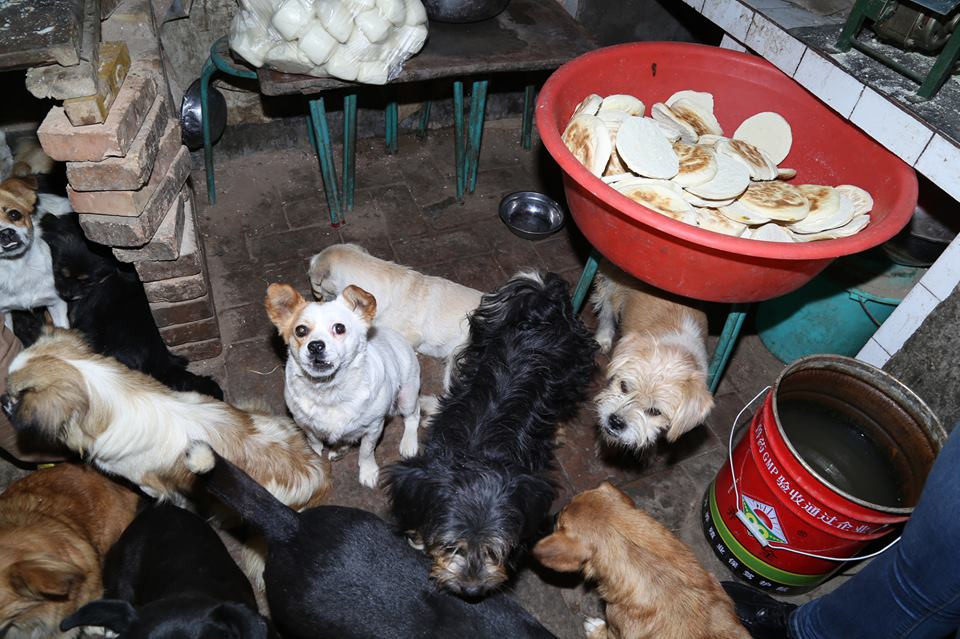 Để chăm sóc cho một số lượng chó lớn, Wen đã thuê một căn phòng gần nhà ga xe lửa và biến chúng thành nơi cho các chú chó ở. (Nguồn: CCTV)