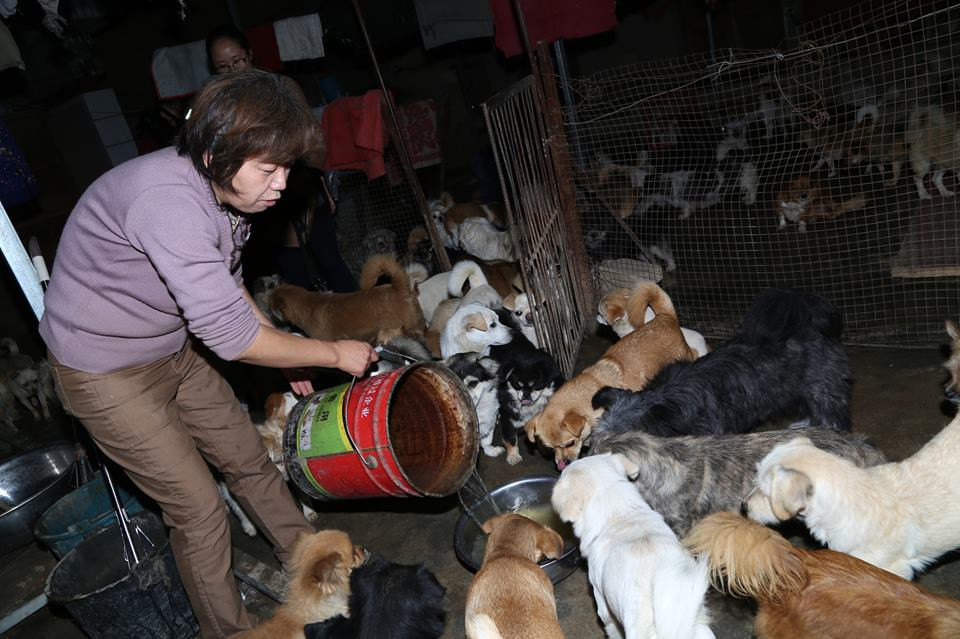 Để chăm sóc được một số lượng chó lớn, Wen đã thuê một căn phòng gần nhà ga xe lửa và biến chúng thành nơi cho các chú chó ở. (Nguồn: CCTV)
