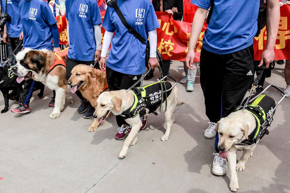 Năm chú chó dẫn đường đã thực hiện tốt nhiệm vụ đưa 15 người khiếm thị...(Nguồn: CCTV News)