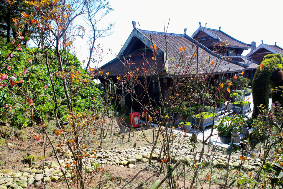 Vào mùa Xuân hàng năm, đặc biệt vào dịp Tết Nguyên đán, hoa đào chuông trên đỉnh Bà Nà lại nở rộ, khoe sắc. (Ảnh: Trần Lê Lâm/TTXVN)