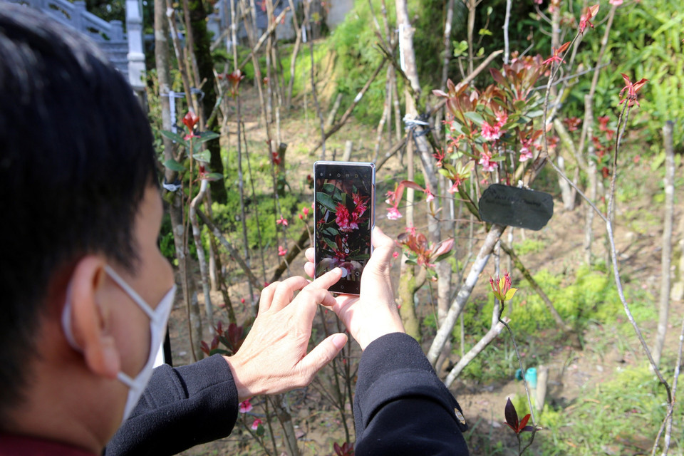 Người dân và du khách đều ngỡ ngàng trước vẻ đẹp của loài hoa này. (Ảnh: Trần Lê Lâm/TTXVN)