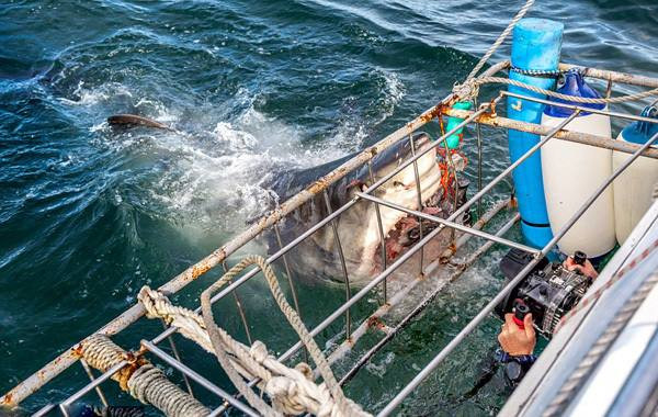 Những con hải cẩu sống trên đảo gần đó thường xuyên trở thành mục tiêu của con cá mập trắng. (Nguồn: CCTV)