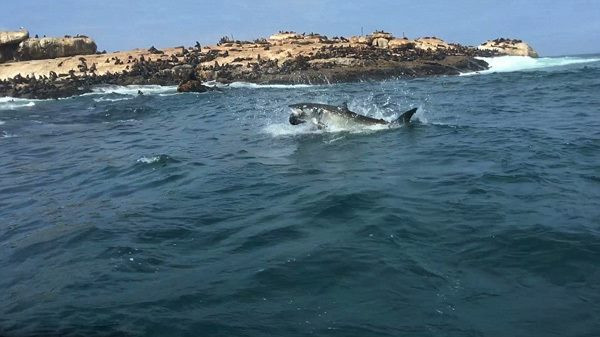 Cá mập trắng thường xuyên xuất hiện trên các vùng biển ở Nam Phi. (Nguồn: CCTV)