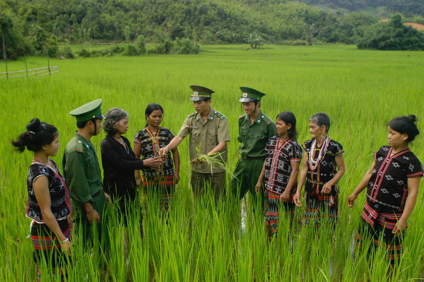Bộ đội Biên phòng Đồn 645 hướng dẫn đồng bào dân tộc xã A Nông, huyện Tây Giang, tỉnh Quảng Nam chăm sóc lúa, phòng trừ sâu bệnh. (Ảnh: Vũ Công Điền/TTXVN)