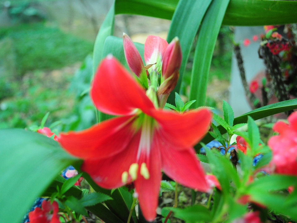 Những cánh hoa đua sắc trên vùng đất cao nguyên khô cằn. (Ảnh: Hùng Võ/Vietnam+)