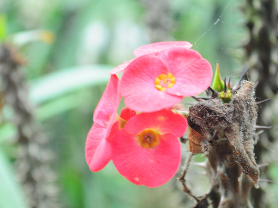 Những bông hoa sương rồng hiếm hoi khoe mình trên núi đá. (Ảnh: Hùng Võ/Vietnam+)