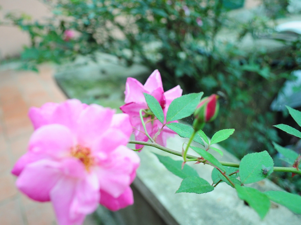 Hiện nay, hoa hồng đang được xem là cây phát triển kinh tế của nhiều người dân ở huyện Đồng Văn. (Ảnh: Hùng Võ/Vietnam+)