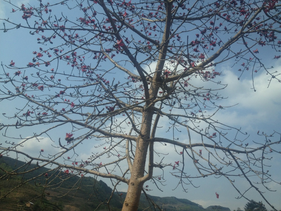 Những cây hoa gạo nở hoa như "đánh thức" cả một vùng cao nguyên đá heo hút, cằn cỗi. (Ảnh: Hùng Võ/Vietnam+)