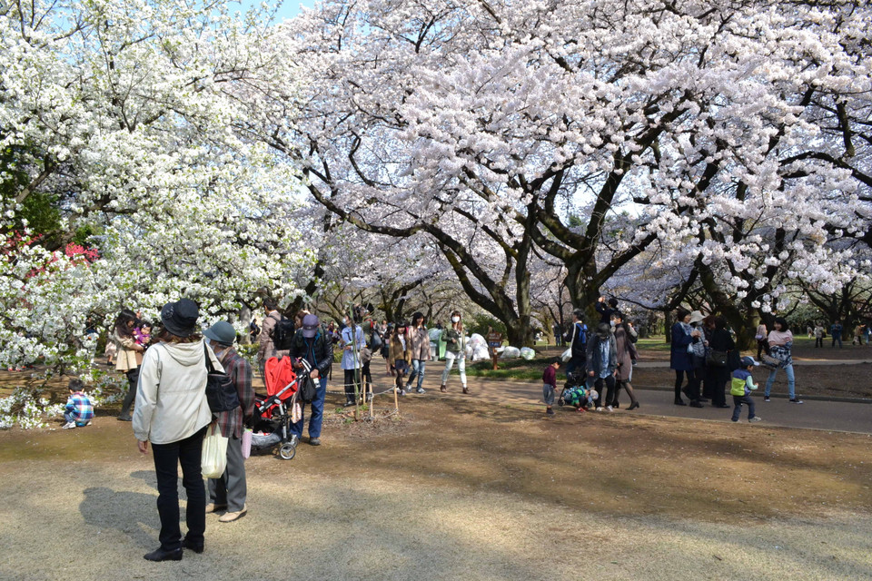 (Ảnh: Tri Phương/Vietnam+)