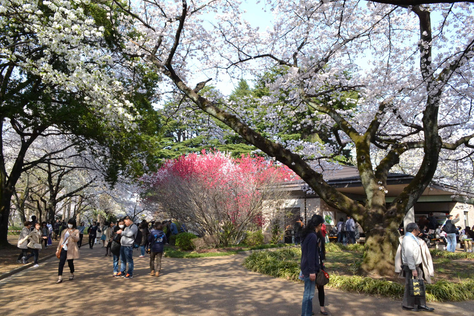 (Ảnh: Tri Phương/Vietnam+)