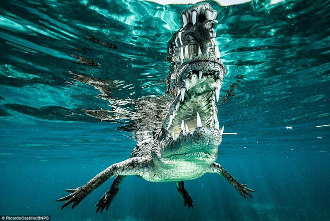 Castillo từng có nhiều năm kinh nghiệm bơi lội cùng những sinh vật nguy hiểm. (Nguồn: Daily Mail)
