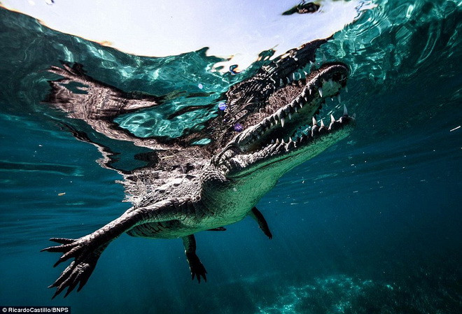 Castillo từng có nhiều năm kinh nghiệm bơi lội cùng những sinh vật nguy hiểm. (Nguồn: Daily Mail)