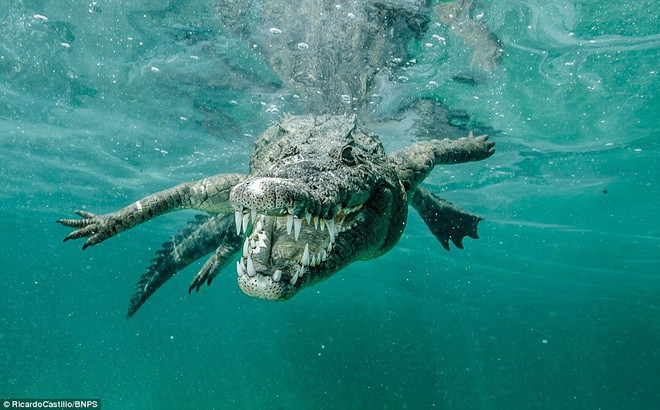 Hàm răng sắc ngọn của con cá sấu. (Nguồn: Daily Mail)