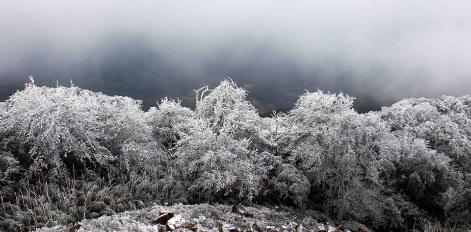 Lưng chừng núi Phja Oắc phủ đầy tuyết trắng. (Ảnh: Quốc Đạt/TTXVN)