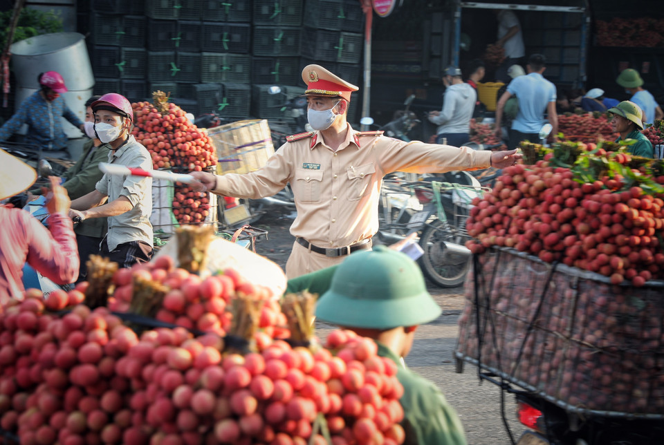 Từ sáng sớm, lực lượng cảnh sát giao thông đã túc trực làm nhiệm vụ điều tiết giao thông để bà con chở vải đi tiêu thụ thuận lợi. (Ảnh: Danh Lam/TTXVN)