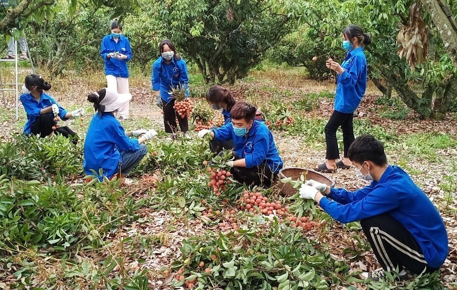 Lực lượng thanh niên tình nguyện giúp người dân thu hoạch vải thiều năm 2022. (Ảnh: Danh Lam/TTXVN)