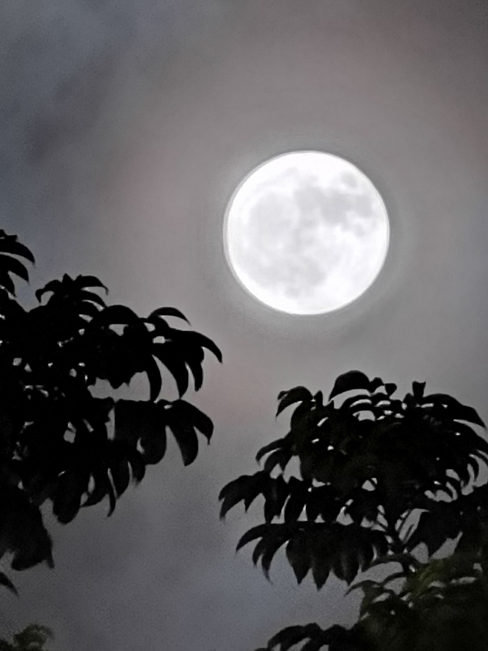 Siêu trăng trên bầu trời Hà Nội. (Ảnh: Thanh Tùng/TTXVN)