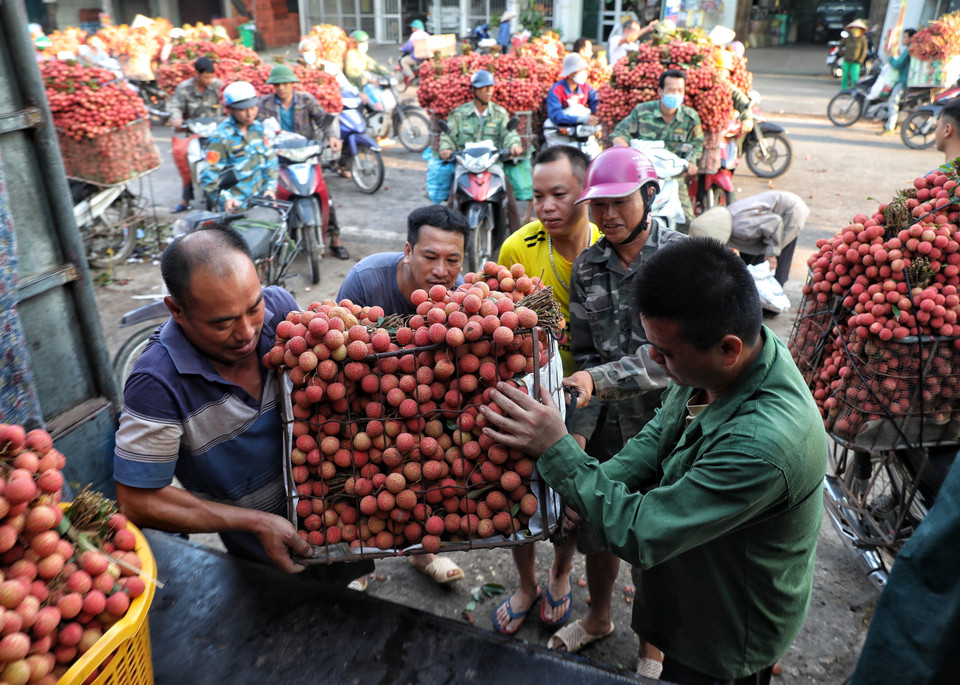 Người dân xếp vải lên xe đưa đi tiêu thụ. (Ảnh: Danh Lam/TTXVN)