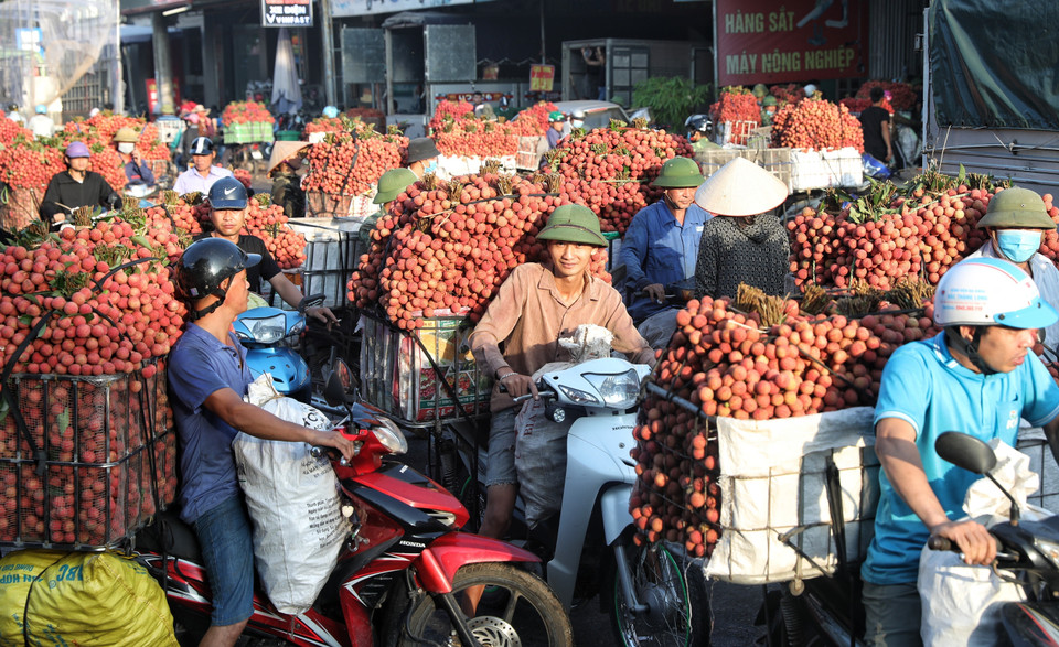 Người dân đưa vải đi tiêu thụ. (Ảnh: Danh Lam/TTXVN)