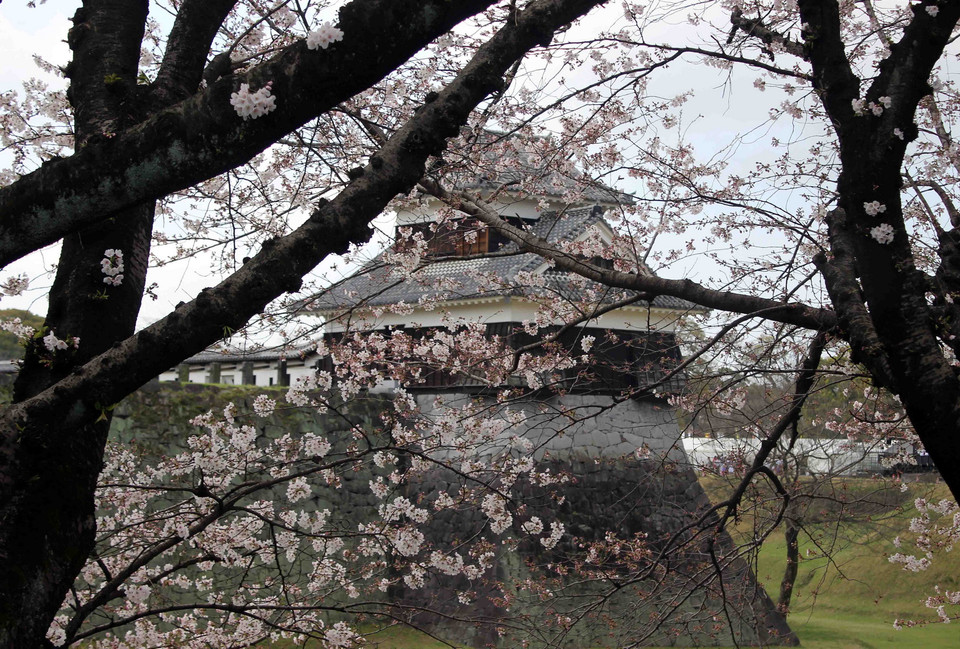 Hoa anh đào bên thành Kumamoto, một địa danh nổi tiếng của tỉnh Kumamoto, đảo Kyushu, miền Nam Nhật Bản.