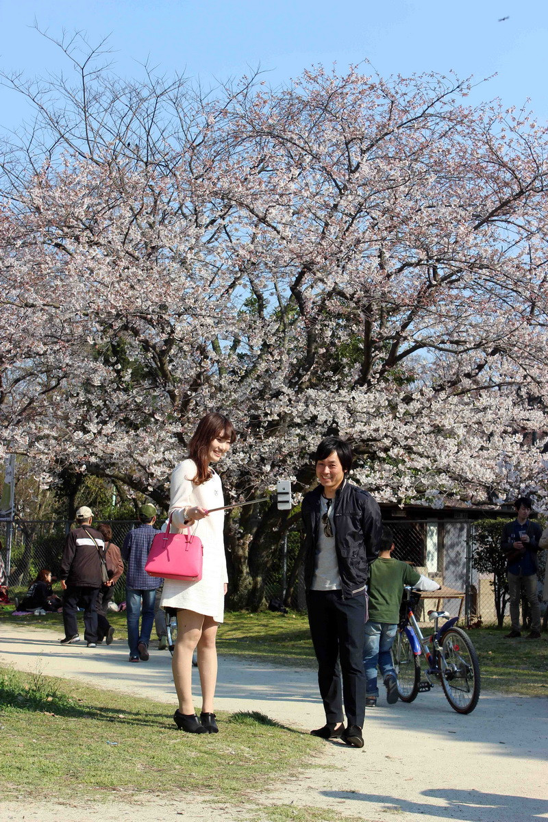 Một đôi tình nhân đang chụp ảnh bằng gậy selfie trước rặng anh đào tại một công viên ở quận Hakata, tỉnh Fukuoka, miền Nam Nhật Bản.