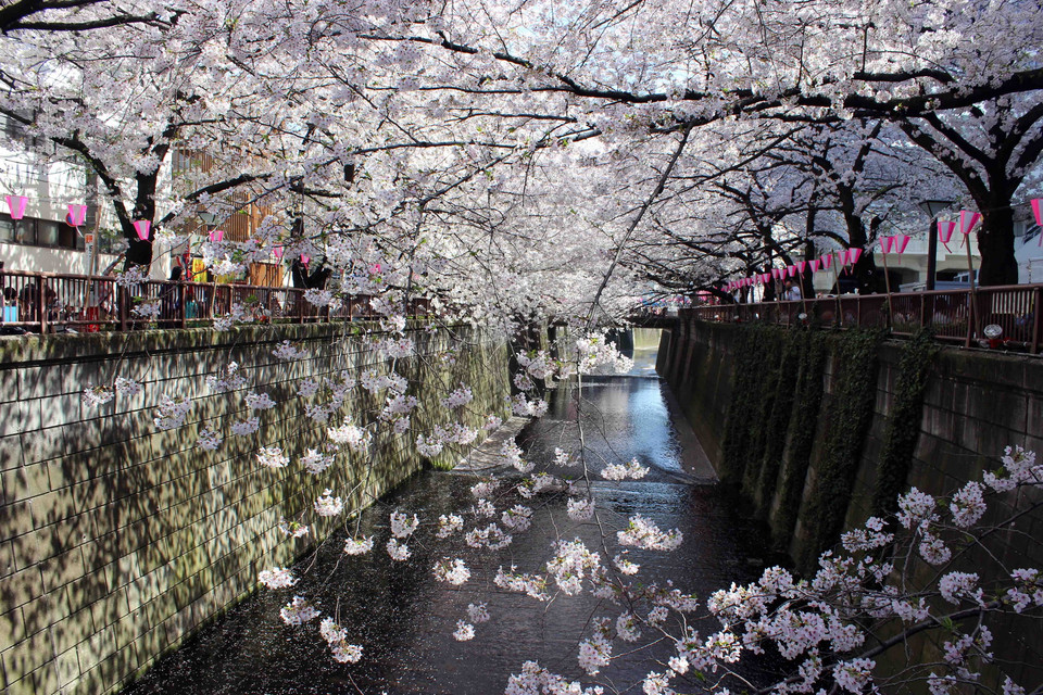 Rặng anh đào vươn ra như sà xuống dòng sông Meguro.