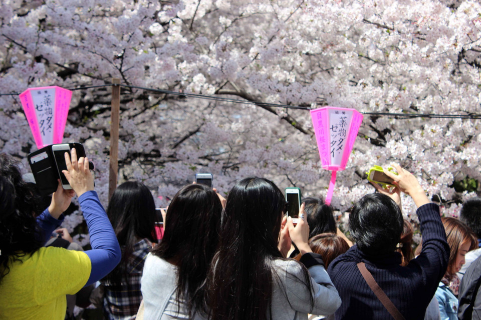 Chụp ảnh bằng smartphone là một thú vui của nhiều du khách ngắm hoa anh đào.