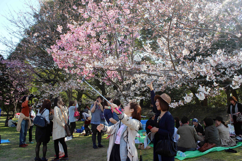 Người dân, tranh thủ chụp ảnh bên hoa anh đào tại một công viên ở quận Hakata, tỉnh Fukuoka, miền Nam Nhật Bản.