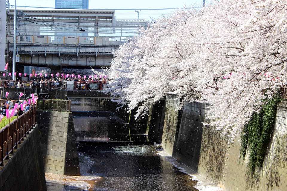  Những cánh hoa anh đào tung bay trong gió tạo nên một bức tranh phong cảnh mỹ lệ trên sông Meguro.