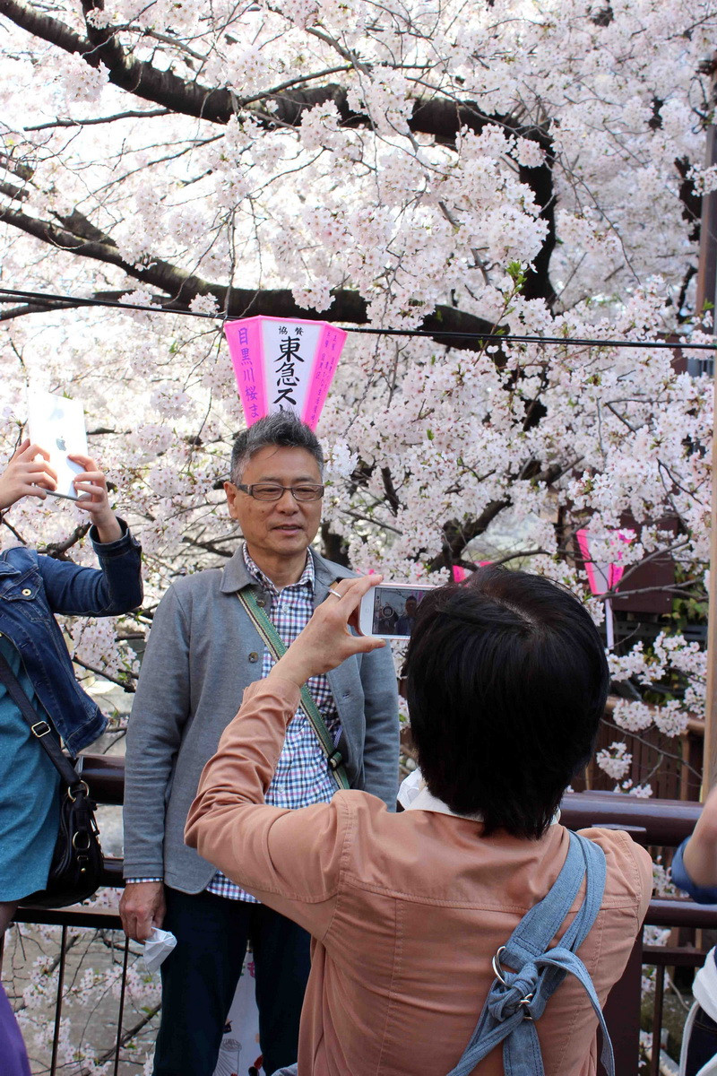 Các du khách tranh thủ chụp ảnh với hoa anh đào.