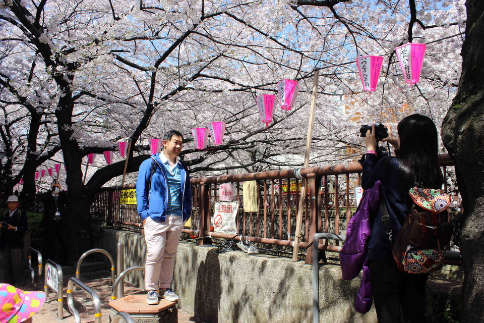 Hai vợ chồng khách du lịch Trung Quốc đang chụp ảnh bên rặng đào ven sông Meguro, thủ đô Tokyo.