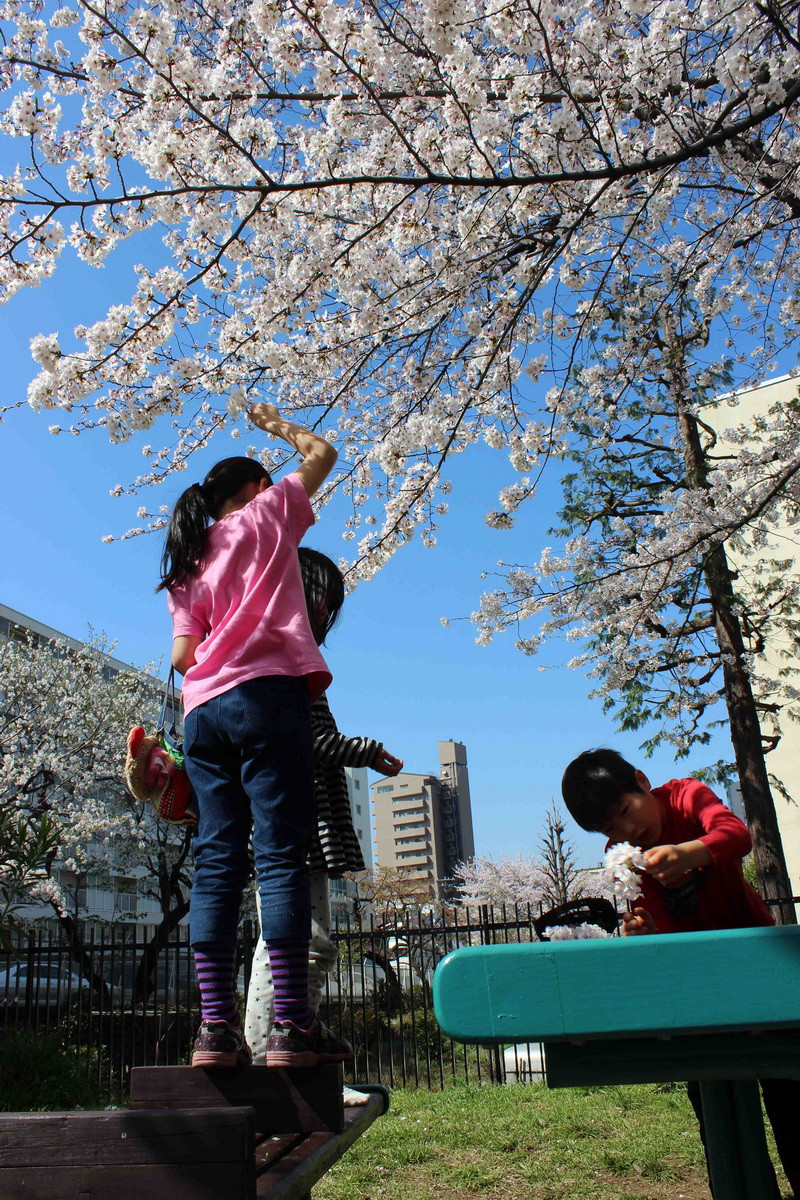 Các em nhỏ Nhật Bản đang vui chơi dưới rặng anh đào tại Công viên Meiji, Tokyo.