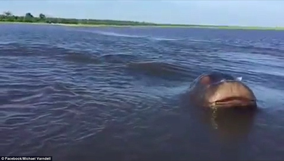 Con hà mã to lớn lao ra khỏi nước, tiến sát tới chiếc xuồng. (Nguồn: Daily Mail)