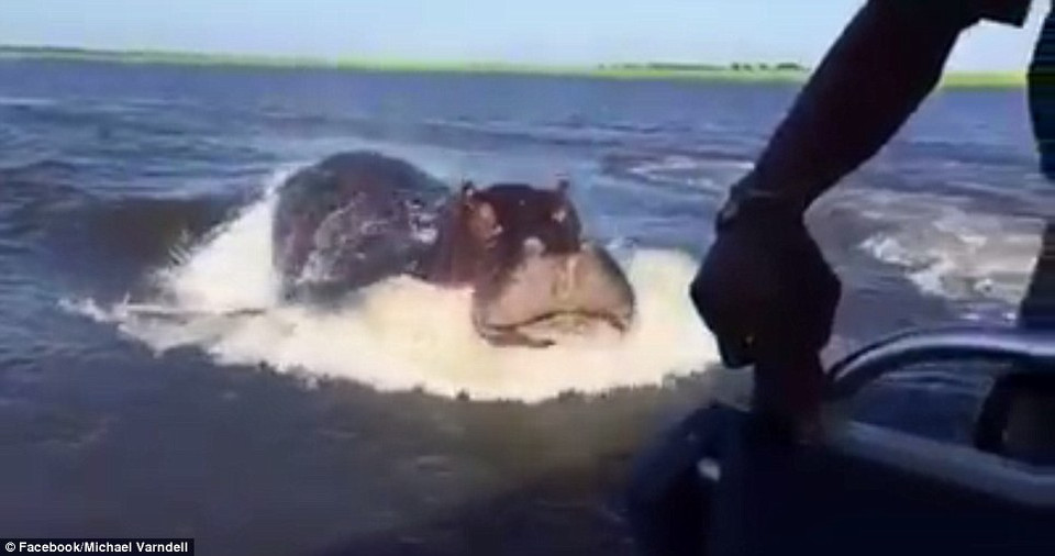 Nhiều khả năng, chiếc thuyền đã đi quá sâu vào vùng lãnh thổ của con hà mã và khiến nó tức giận. (Nguồn: Daily Mail)