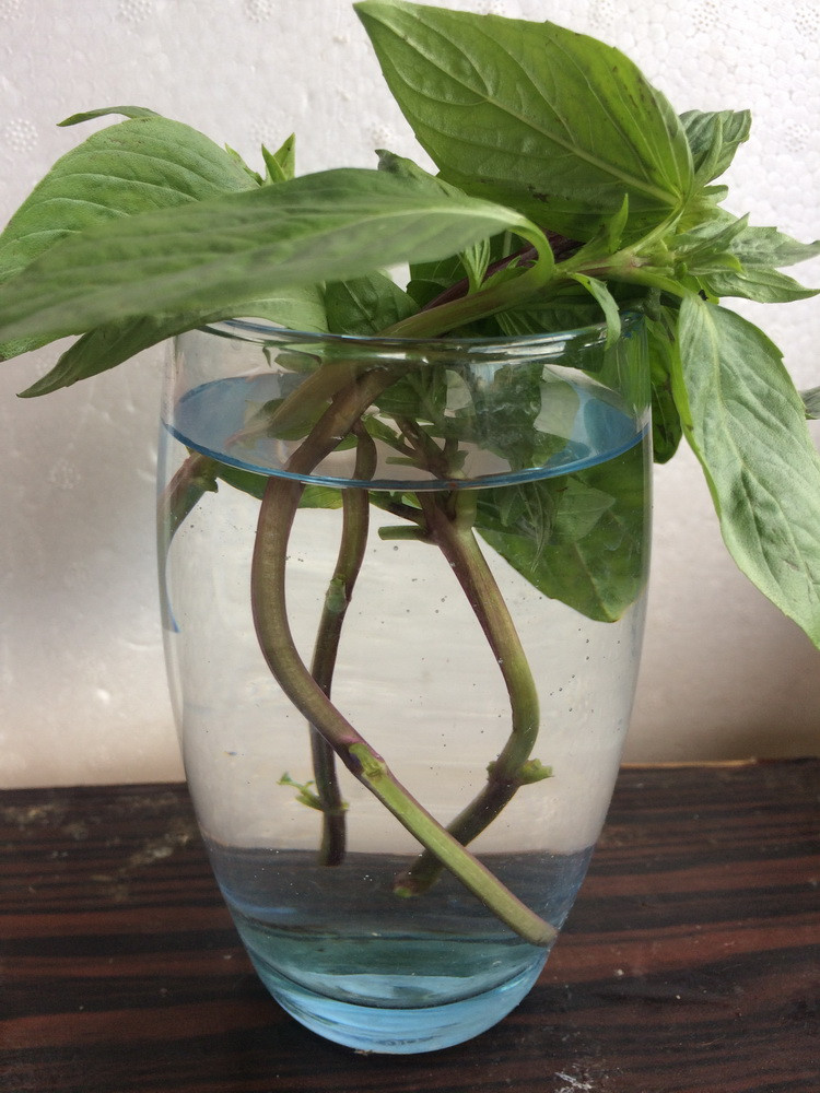 Cắm phần húng đã được nhặt sạch lá vào một cốc nước sạch. Chọn cốc thủy tinh để dễ dàng theo dõi sự phát triển của rễ. (Nguồn: Vietnam+)