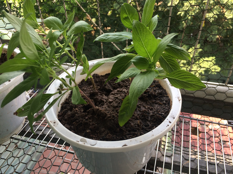 Chọn loại đất tơi xốp, thoát nước tốt, trồng không quá sâu, chỉ cần đất đủ để che hết rễ. Để cây ở nơi mát trong 2 ngày đầu, đảm bảo tưới nước mỗi ngày. Chú ý không tưới cây vào buổi tối vì cây dễ bị nấm bệnh. (Nguồn: Vietnam+)