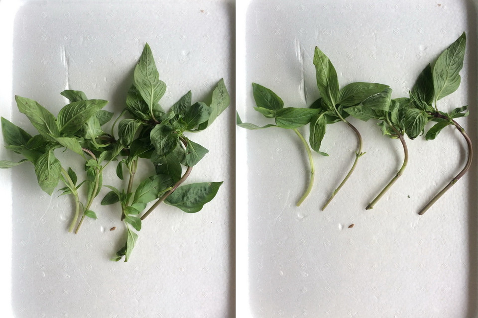 Chọn những nhánh húng có thân mập, cứng cáp. Có thể mua hoặc lựa chọn rau từ những bữa ăn. Có một mẹo nhỏ là rau húng trong các cửa hàng bán đồ ăn thường to và mập mạp hơn những bó rau mua ngoài chợ. Ngắt bỏ những lá bên dưới, chỉ đề phần ngọn. Chú ý phần thân cần phải có tối thiểu 1-2 mắt lá để cây đâm rễ. (Nguồn: Vietnam+)