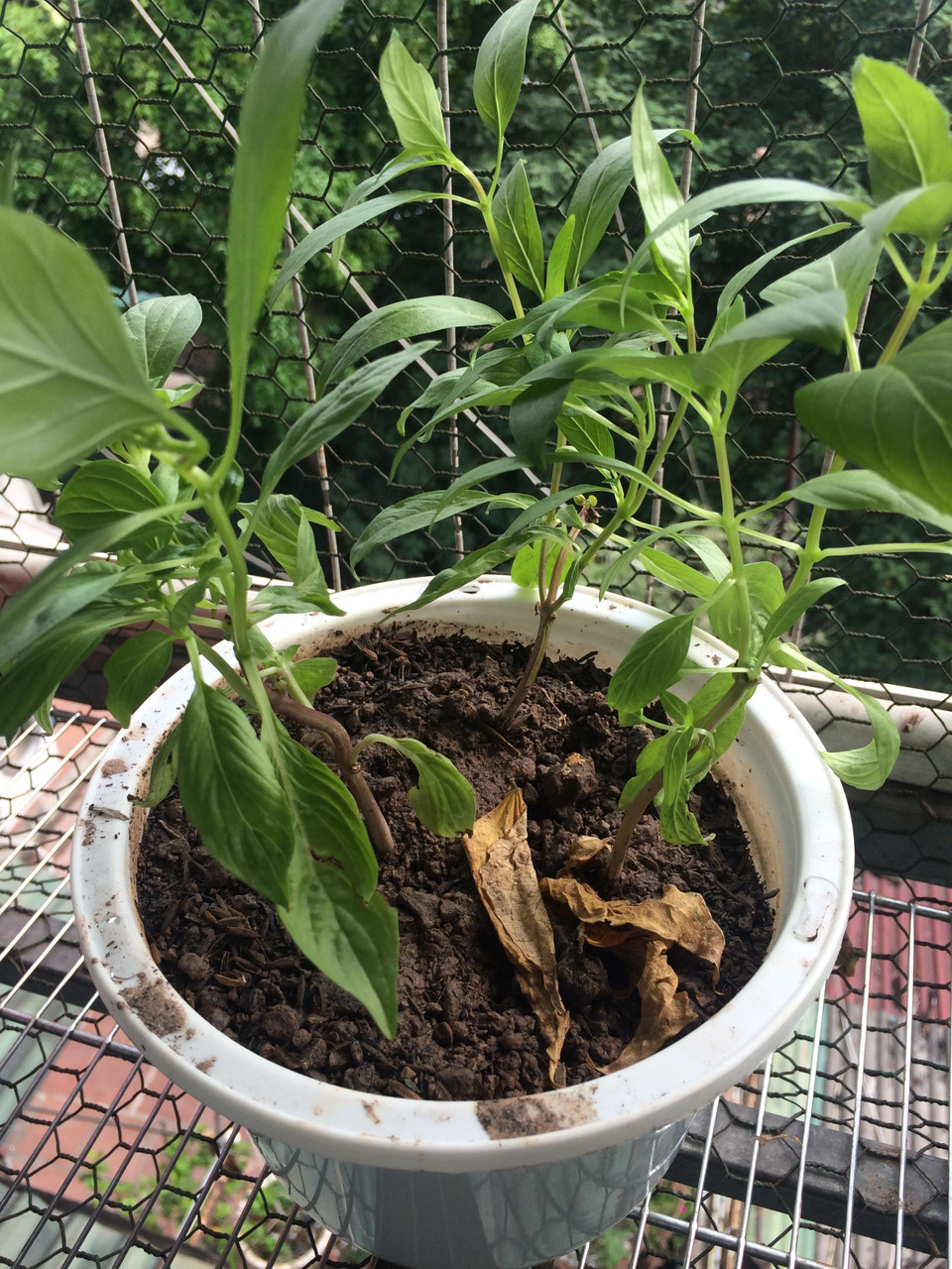 Với cách này, chỉ sau một thời gian ngắn ta sẽ có những cây húng trưởng thành khỏe mạnh. Thường xuyên cắt tỉa phần ngọn lá để sử dụng, cũng như để cây phát triển thêm các nhánh mới. (Nguồn: Vietnam+)