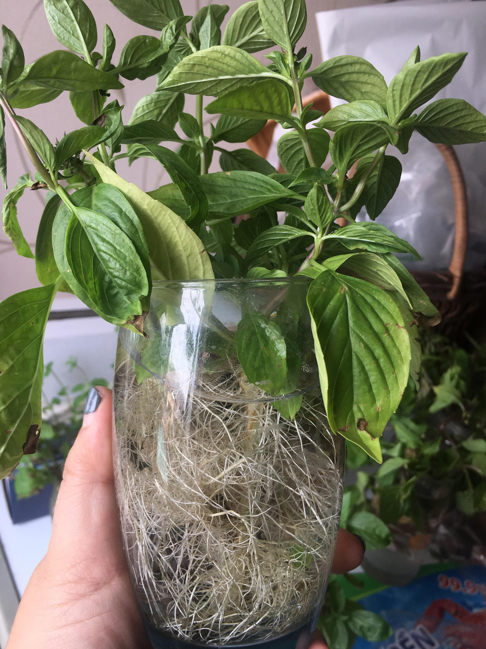 Sau 2 tuần, rễ trắng đã đâm kín cốc. Lúc này cây đã sẵn sàng để chuyển sang chậu đất. (Nguồn: Vietnam+)