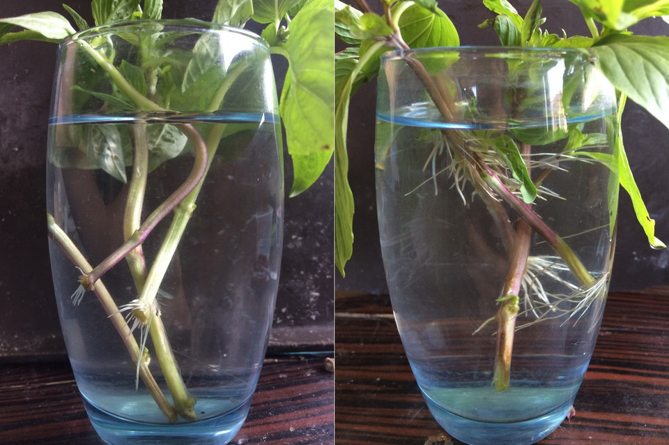 Sau 5-7 ngày có thể thấy những rễ trắng đâm ra từ phần mắt lá. Trong thời gian này có thể kiểm tra, loại bỏ những thân cây bị thối, ủng, không đâm rễ. (Nguồn: Vietnam+)