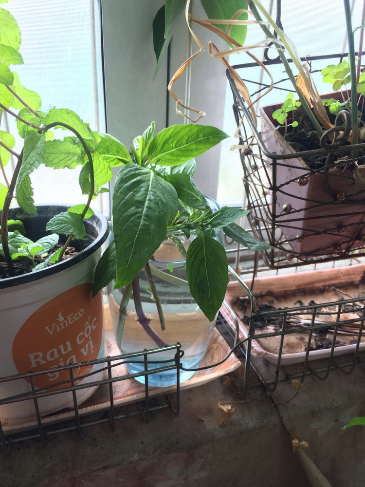 Để cốc cắm rau ra vị trí thoáng, có ánh nắng nhưng không quá nóng. Hàng ngày chú ý bổ sung nước vì rau sẽ hút nước. Sau vài ngày thì thay nước sạch một lần. (Nguồn: Vietnam+)