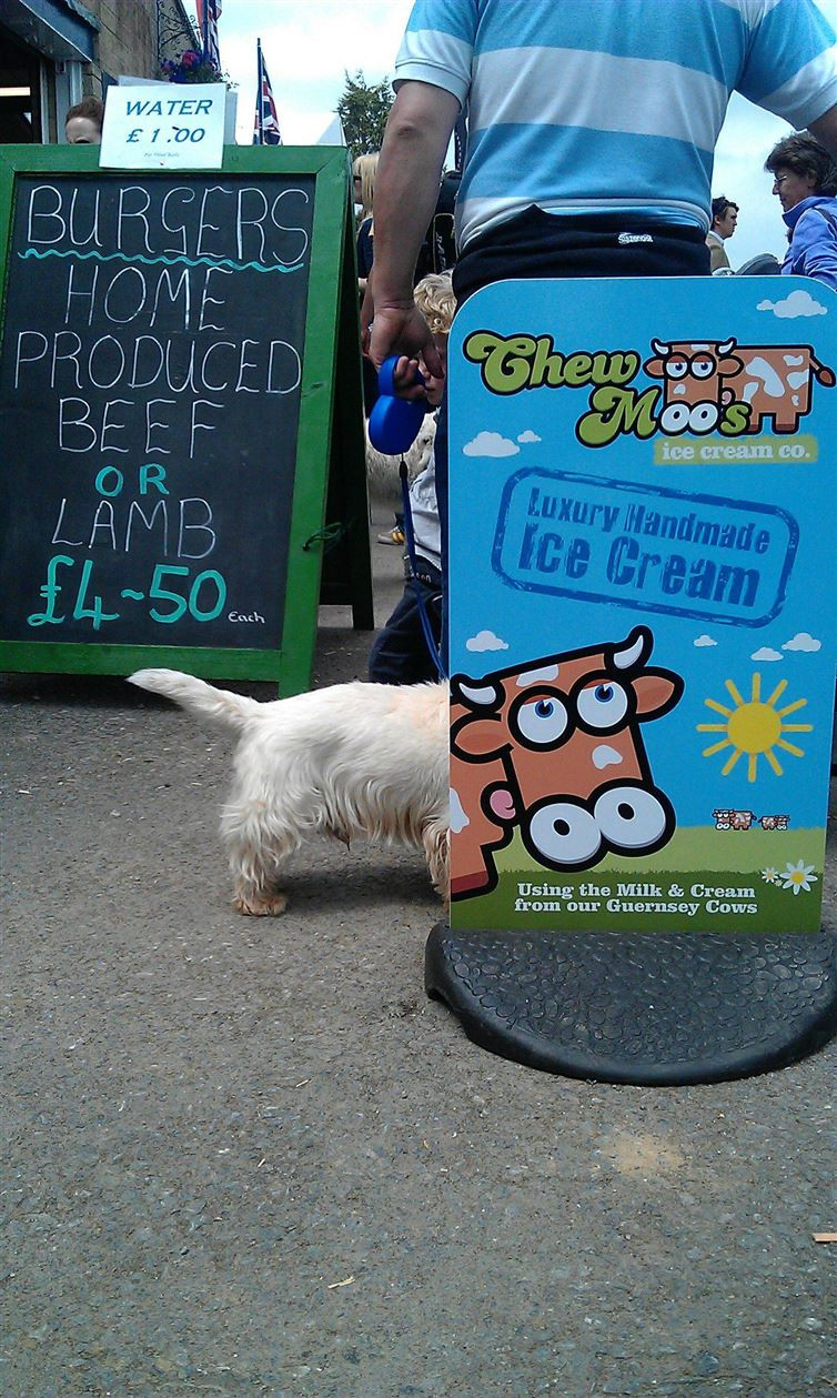 Chú chó "cải trang" thành bò. (Nguồn: imgur) 