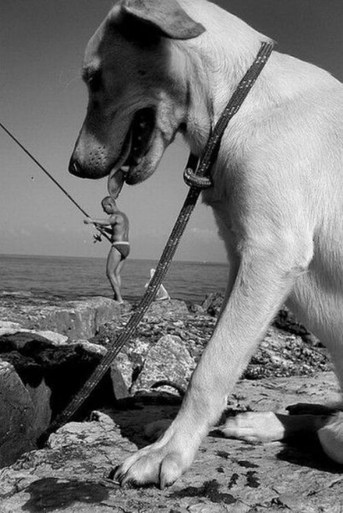 Người chủ của chú chó trở nên quá nhỏ bé. (Nguồn: DeviantArt)