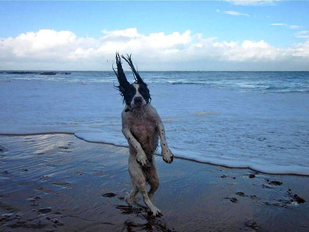 Chú chó bước đi run rẩy. (Nguồn: Reddit)