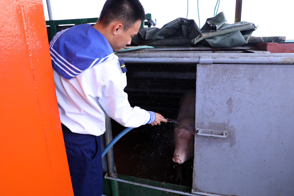 Chiến sỹ nhà giàn DK1/21 tăng gia sản xuất, chăn nuôi lợn, gà để chủ động nguồn thực phẩm sạch. (Ảnh: Văn Điệp/TTXVN)