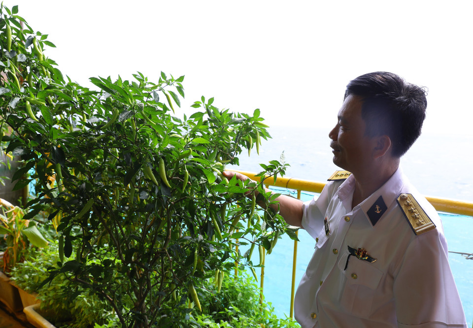 Cây ớt sai trĩu quả trên nóc nhà giàn DK1/9. (Ảnh: Văn Điệp/TTXVN)